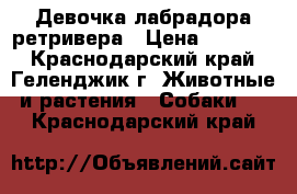 Девочка лабрадора ретривера › Цена ­ 25 000 - Краснодарский край, Геленджик г. Животные и растения » Собаки   . Краснодарский край